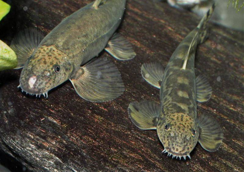 Possible adult pair with female on left.