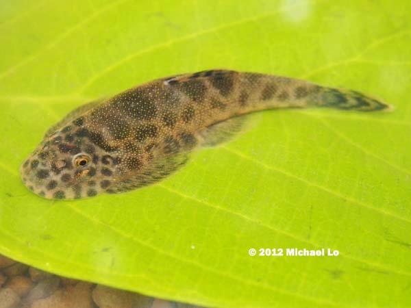 Subadult from the upper Segama River.