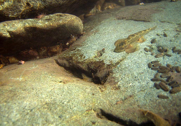 Specimen in its natural habitat, Nan river system, northern Thailand.