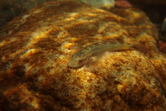 Currently H. nanensis is known only from the Nan river basin.