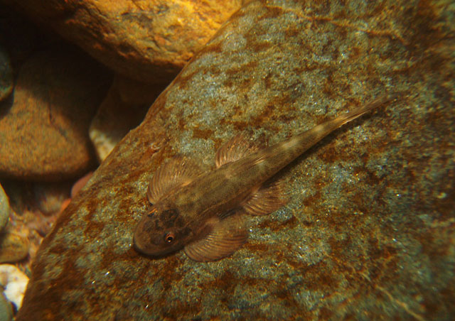 In Hemimyzon the pelvic fins do not form a sucking disc, unlike in many related genera.