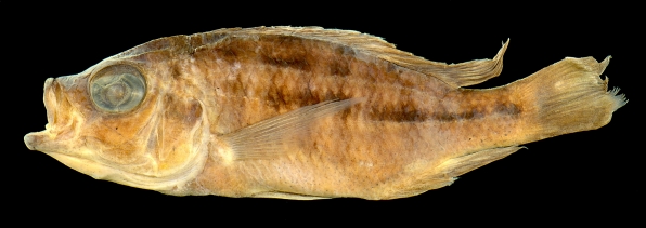 Michael recently described Hemitaeniochromis brachyrhynchus which is currently known from just two specimens