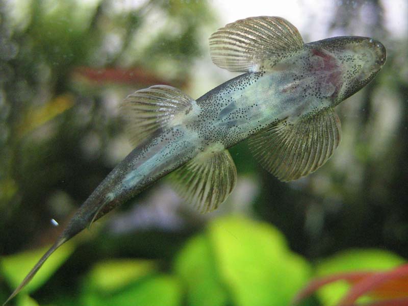 Ventral view of H. cf. leonardi from the Japanese aquarium trade.