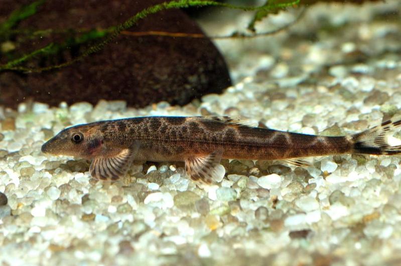 H. cf. leonardi from the U.S. aquarium trade.