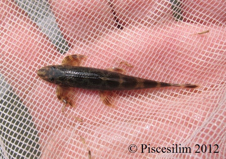 Specimen from Pennag state, northwestern Peninsular Malaysia.