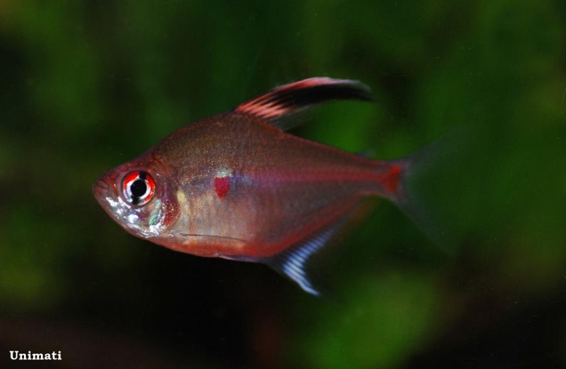 Males develop extended anal, pelvic and dorsal fins as they mature.
