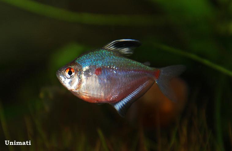 Adult male.