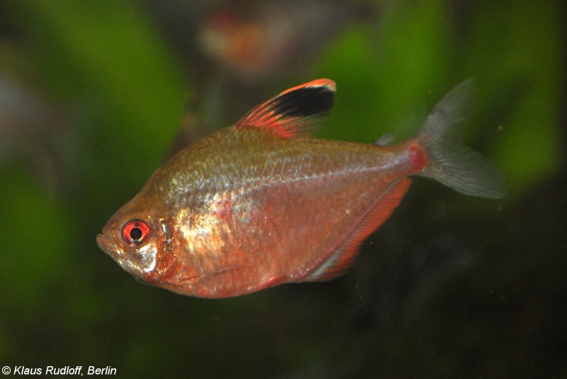 Some fish seem to have a more reddish colouration than others but we're unsure if this relates to collection locality or not. Here an adult female.