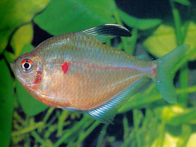 Adult male.