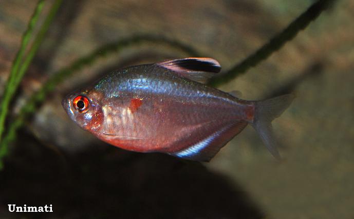Adult female.