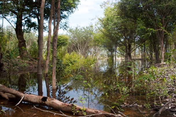 Typical igapó in the rio Negro basin, Brazil