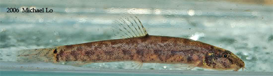 Specimen from sarawak state, Malaysia (Borneo).