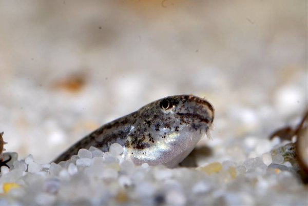 This species spends some of its time buried in the substrate, especially when a potential threat is perceived.