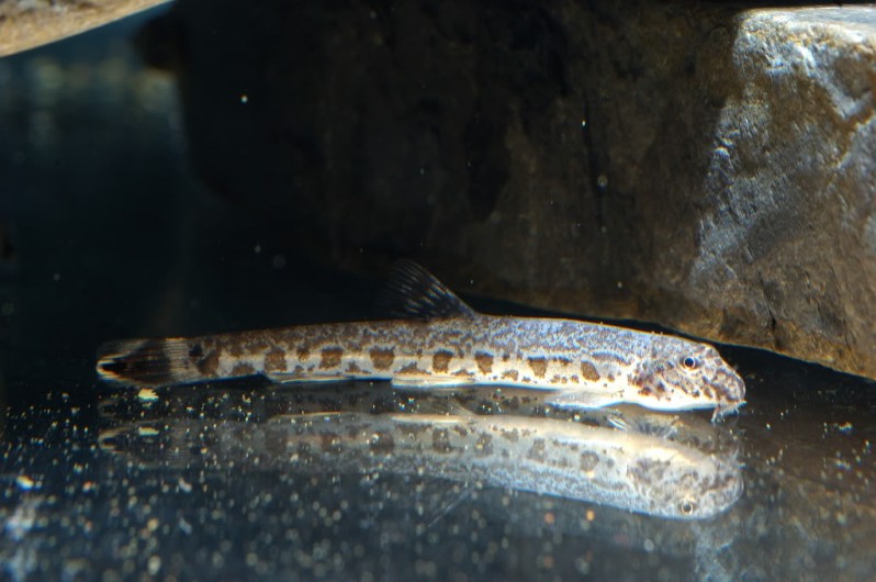 Specimen from the US aquarium trade.