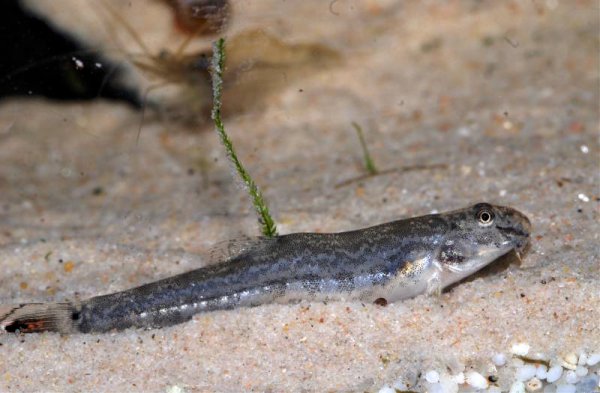 Probable female with comparatively deeper body.