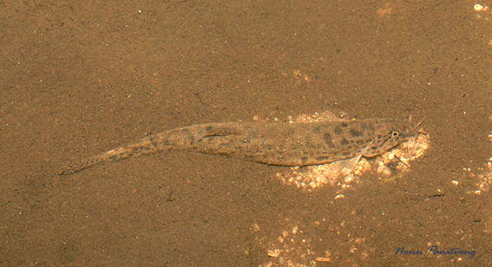 Individual in its natural habitat, western Thailand.