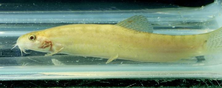 Wild-collected albino specimen.