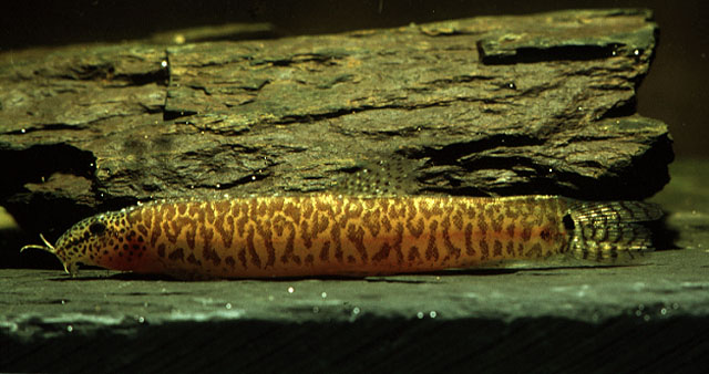 A rare colour photograph of a live specimen.