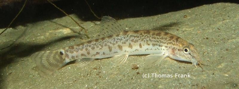 Specimen from the German aquarium trade.