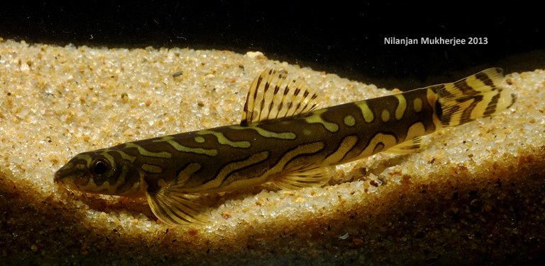 Strongly-patterned fish from the Chalakudy River, Kerala.