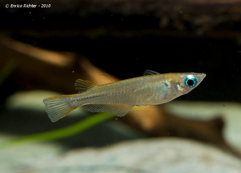 Specimen from the German aquarium trade.