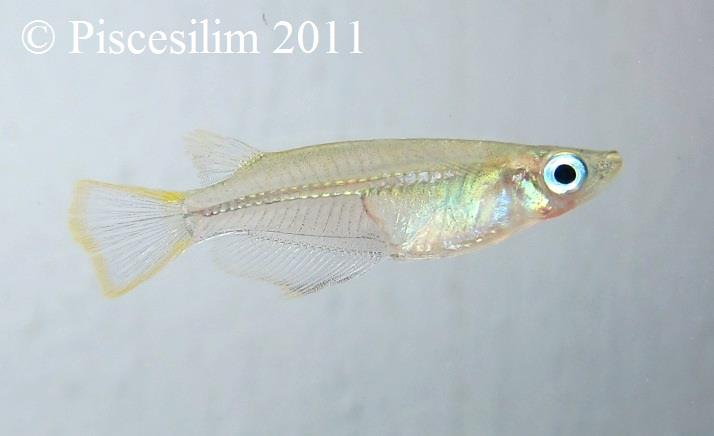 Specimen from 'Pulau' Pangkor (Pangkor Island), western Peninsular Malaysia.