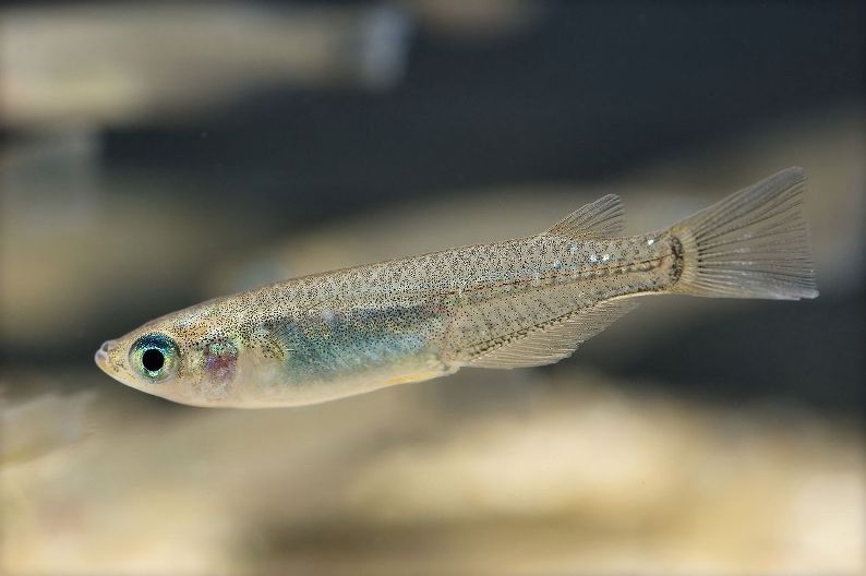 Specimen from Hamamatsu, western Shizuoka Prefecture, Japan.