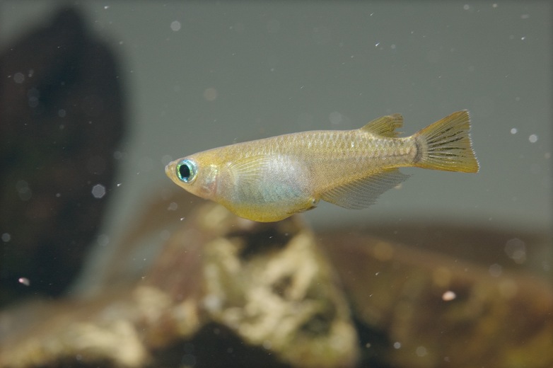 Gravid female.