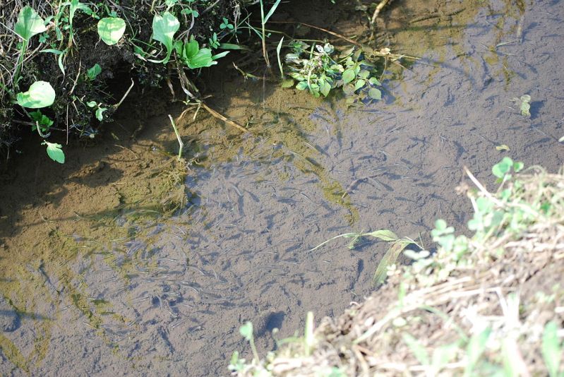 A group in a habitat near Katori City, Chiba Prefecture, Japan.