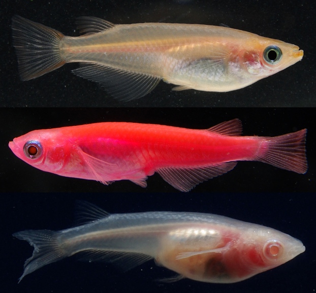 This image shows a selectively-bred 'golden' fish (top), transgenically modifed 'glowing' form (middle) and albino (bottom).