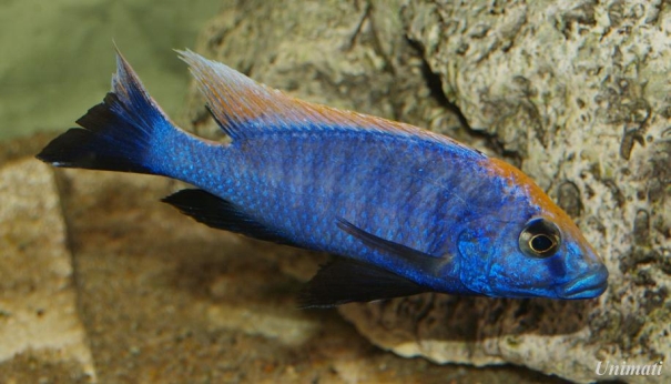 Michael described Otopharynx lithobates in 1989