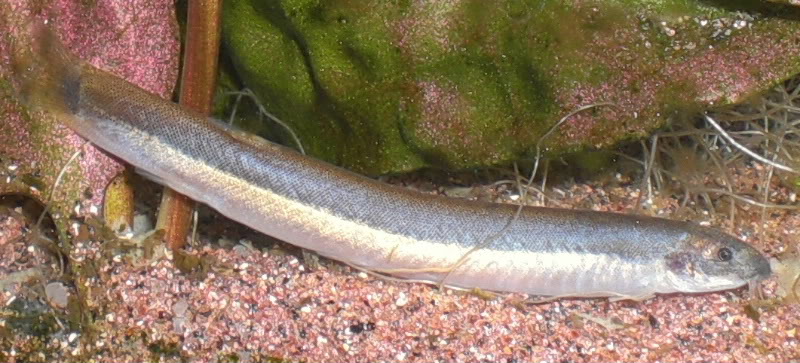 Lateral view.