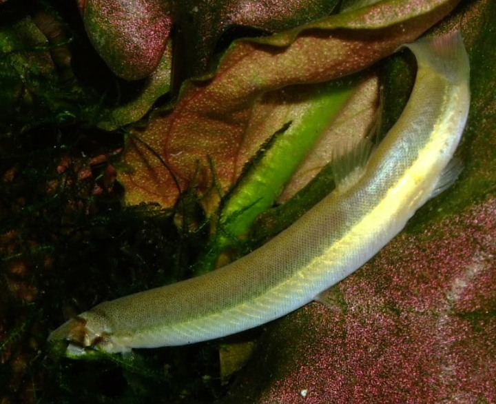 Detail of midbody.