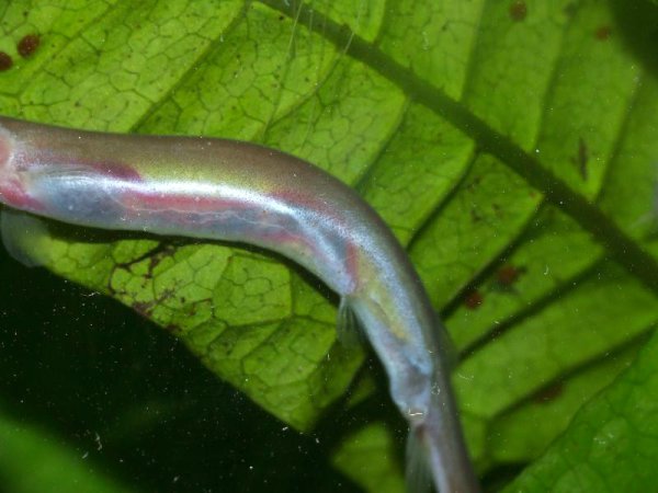 Eggs can be seen within the body of this female, between the pelvic and anal fins.