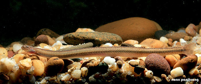 Specimen from an unspecified location in Thailand.