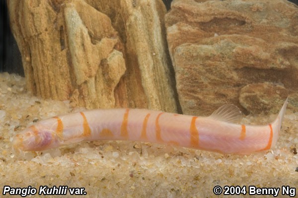 The albino form of this species is a rare find.