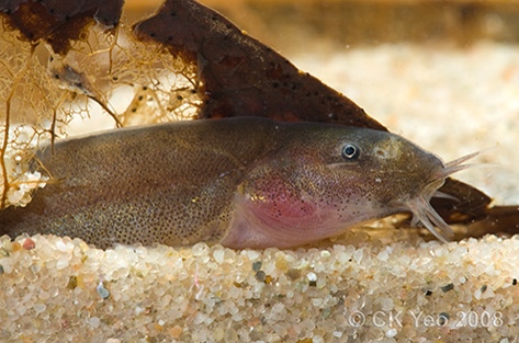 Pangio spp. often bury themselves in the substrate.