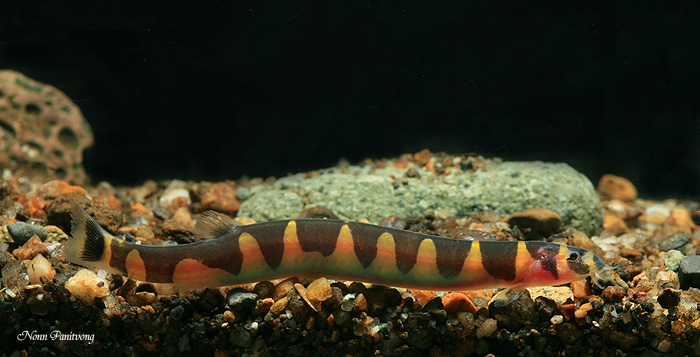 Specimen from Thailand.