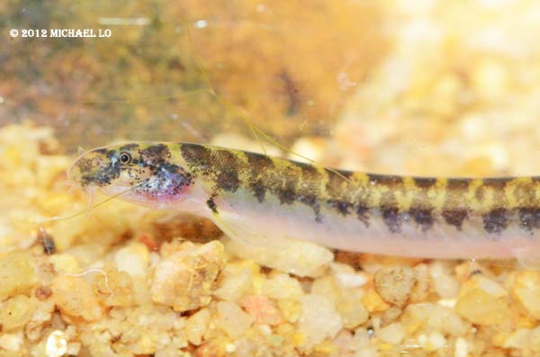 Detail of head and anterior portion of body; upper Sungai Sarawak population.
