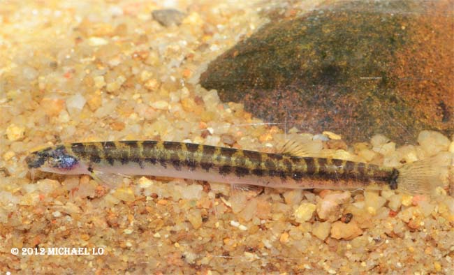 Specimen from the upper Sungai (river) Sarawak, Malaysia (Borneo). P. shelfordii was described from this river basin.