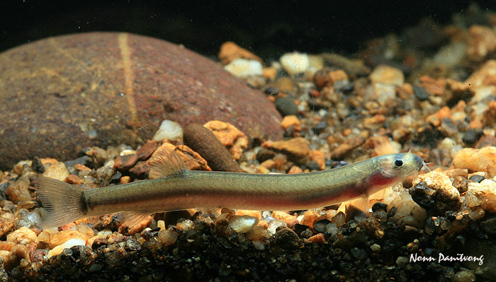 This is the most commonly sold, lighter-coloured form with hyaline pectoral fins and more-or-less colourless barbels.