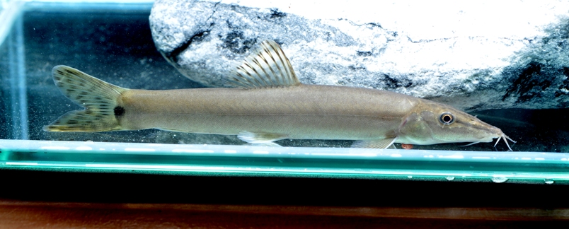 The identity of this fish remains unclear.