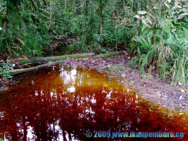 Typical blackwater stream with stained water