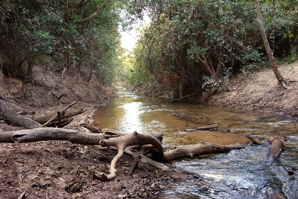 A forest tributary in the rio Tocantins basin, Brazil. Such shaded streams can contain suprisingly cool water