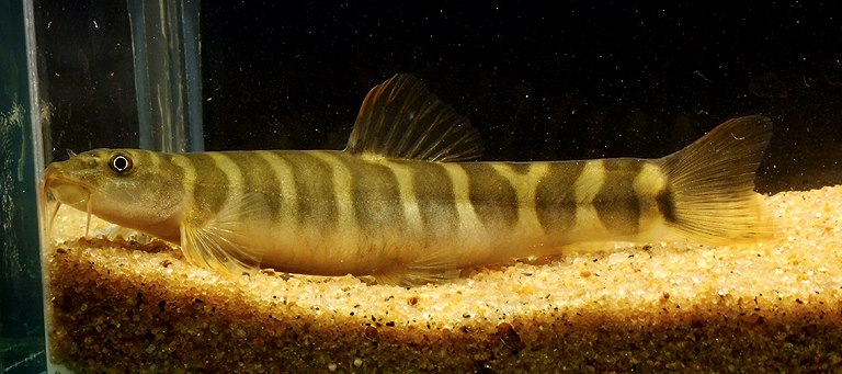 The identity of this species is unclear.