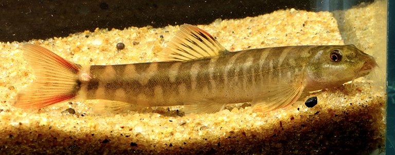 The identity of this fish is unclear, although it's appeared in the aquarium trade on several occasions.
