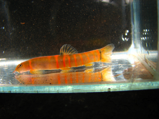 Freshly-collected specimen from Kanchanaburi province, western Thailand.