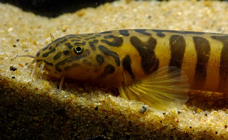 Detail of head and anterior portion of body.