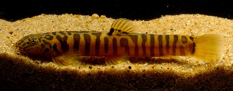 This species was collected near Darjeeling in West Bengal state, India, but its identity is unclear.