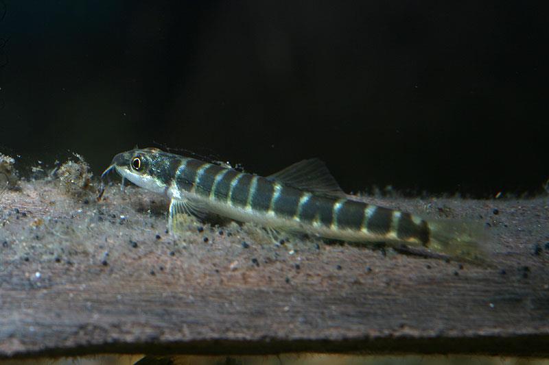 Specimen from the Manas River, Barpeta district, Assam state, India.